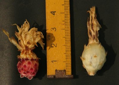 Feroc_alamosanus_und_glaucescens_Frucht_060708_EOS_3552.jpg