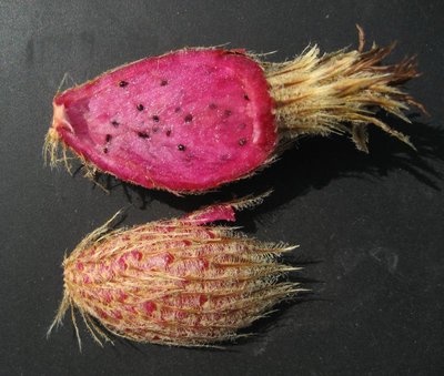 Feroc_flavovirens_gelbe Blüte_Frucht_0479.jpg