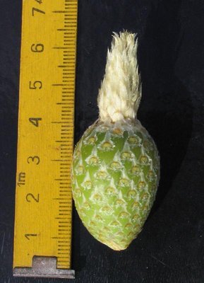 Feroc_latispinus_var_flavispinus_Frucht_060501_18.jpg