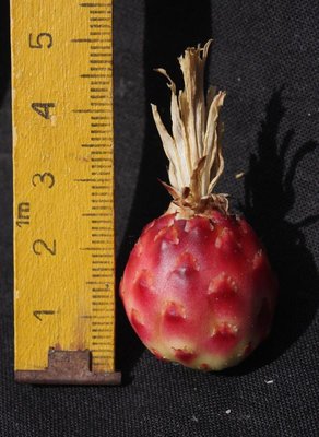 Feroc_reppenhagenii_Frucht_8746-b.jpg