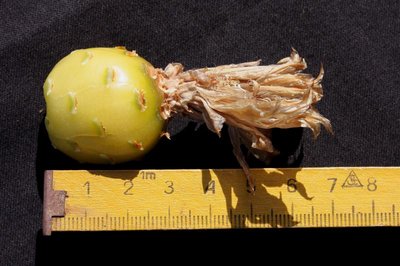 Feroc_santa maria_Frucht_100418_5352.jpg