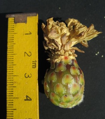 Feroc_schwarzii_Frucht_1187.jpg