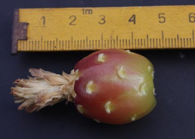 Feroc_viridescens_Frucht_080824_3767.jpg