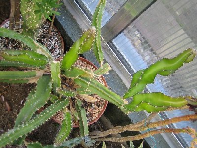 Hylocereus guatemalensis.jpg