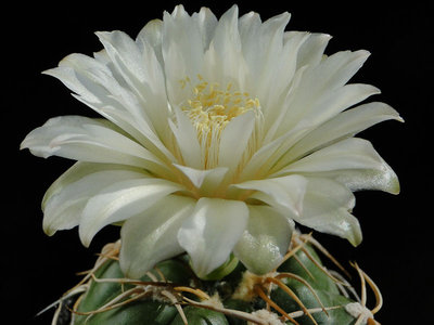 Gymnocalycium denudatum (ex RGW) 2011 August04-4.jpg