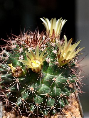 Mammillaria Geschenk_600.jpg