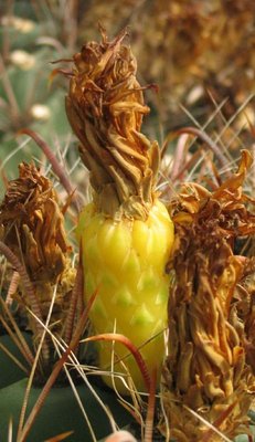 Feroc_wislizeni_Frucht_Uhlig_040731_34.jpg