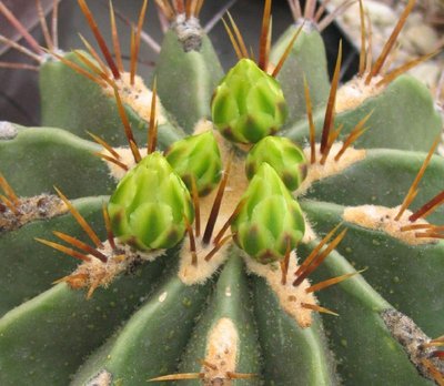Feroc_echidne_Knospen_grün_040424_12.jpg