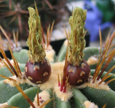 Feroc_echidne_Frucht_rot_040622_36b.jpg