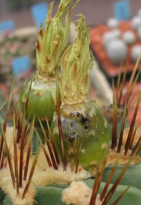 Feroc_echidne_Frucht_überreif_040710_02.jpg