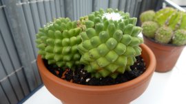 Unbekannt_Mammilaria_sartorii.jpg