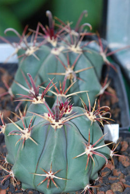 Ferocactus emoryi 01.jpg