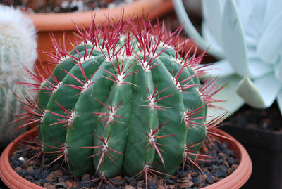 Ferocactus spec. 01.jpg