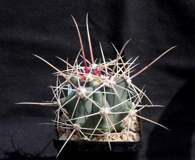 Feroc_rectispinus_Playa Armenta_110813_9028.jpg