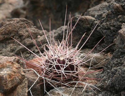 F_rectispinus_Playa el Coyote-1188_1GB2 264.jpg