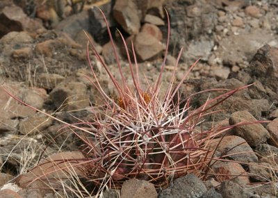 F_rectispinus_Playa el Coyote-1197_1GB2 273.jpg