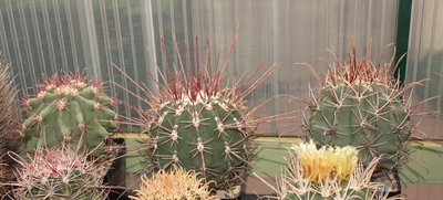 Feroc_emoryi_rectispinus_hybr-de Herdt_110813_9090.jpg