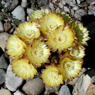 Reicheocactus pseudor..JPG