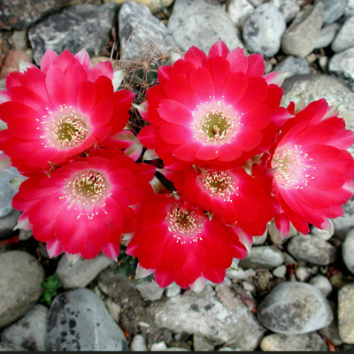 Lobivia zecheri.JPG