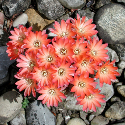Med.l. pectinata.JPG