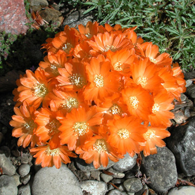 Rebutia heliosa.JPG