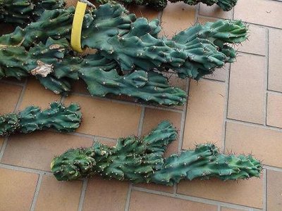 Cereus peruvianus.JPG