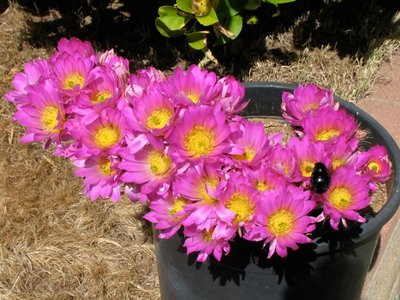 Echinocereus palmeri