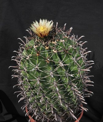 Feroc_herrerae_9295-a.jpg