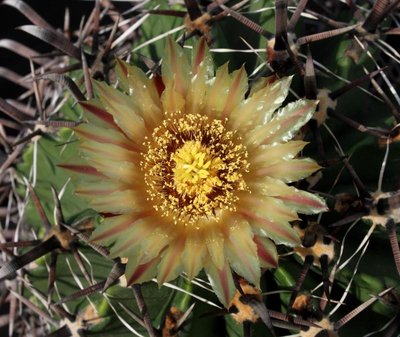 Feroc_herrerae_9261-a.jpg