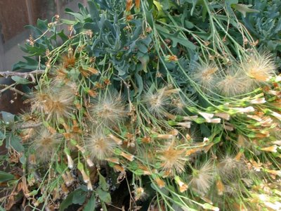 IMG_1764.jpeg (150.09 KiB) 6436 mal betrachtet Ende März