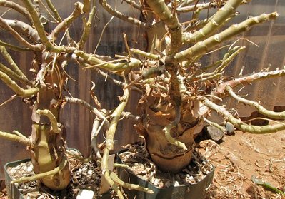 IMG_0574.jpeg (154.93 KiB) 6436 mal betrachtet Im Juni (ca 4 Jahre alte Pflanzen)