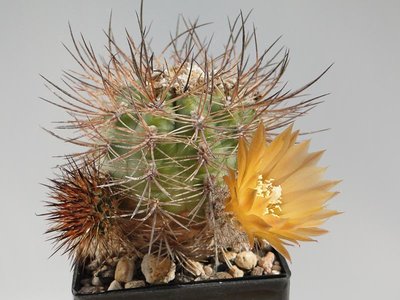 Eriosyce strassiana v. pachacoensis FK582 2011 August26-2.jpg