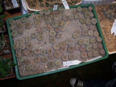 ELK2010 Pseudolithos-Schale.jpg