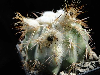 Krankheit Eriosyce islayensis 2011 Juno23-1.jpg