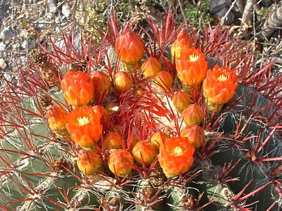 FeroPilosusFlower078.JPG