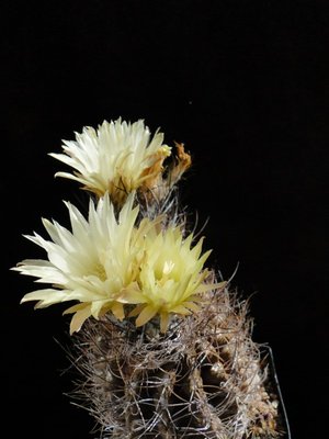 Eriosyce taltalensis ssp. paucicostata (Py. neohankeanus v. flaviflorus) 2011 Mai25-1.jpg