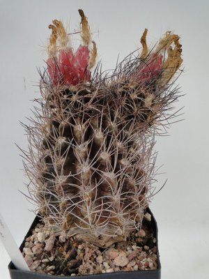 Eriosyce taltalensis ssp. paucicostata (Py. neohankeanus v. flaviflorus) 2010 September12 105.jpg