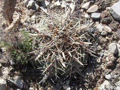 DSCF0082.JPG