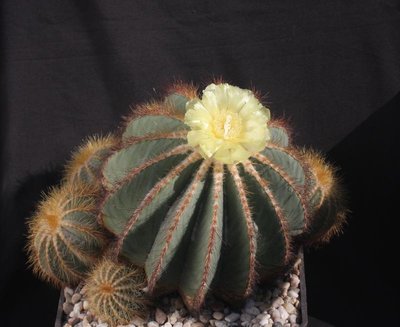 Notoc_magnificus_9928-a.jpg
