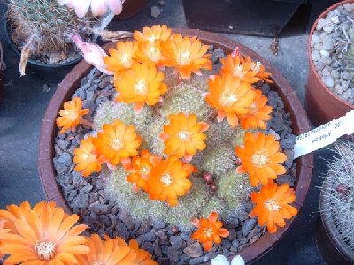 Rebutia pulvinosa 20060605 - Kopie.jpg