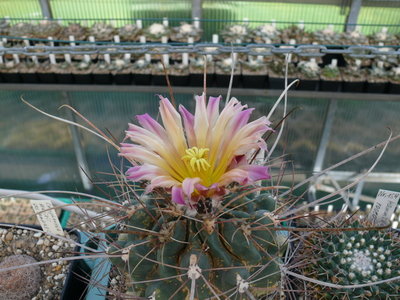 354 P1070460 Ferocactus hamatacanthus.JPG