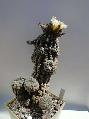 Eriosyce napina, groß HH 2011 Juli26-1.jpg