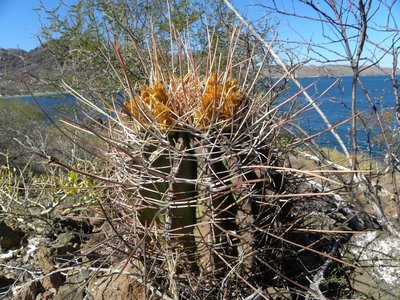 Ferocactus rectispinus: Hügel südlich Playa el Coyote, BCS