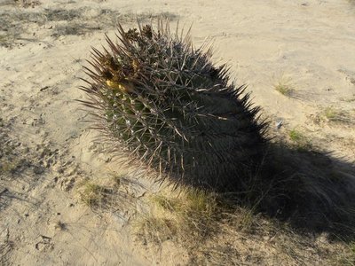 Ferocactus santa-maria: 15 km westlich Cd Constitutión, BCS