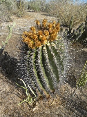 F. peninsulae var. townsendianus<br />15 km östl. Cd Constitution