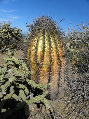 F. peninsulae var. townsendianus mit Sonnenbrand - 40 km südl. Todos Santos
