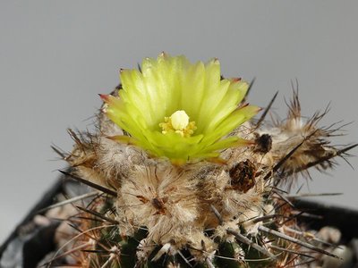 Eriosyce islayensis APN 2011 September15-3.jpg
