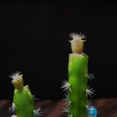 360 2.3 P1070562 Feroc.santa-mariaXcoloratus, Foto 15.9.11.JPG