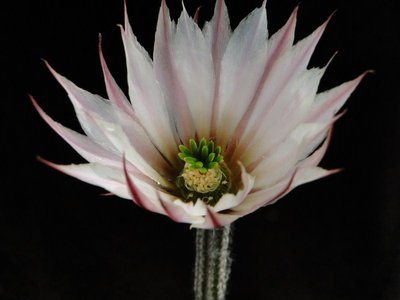 Echinocereus poselgeri 2011 Mai19.jpg