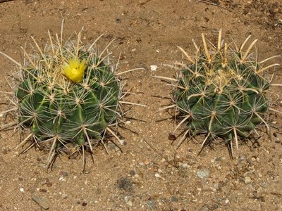 Ferocactus wislizeni flavispinus